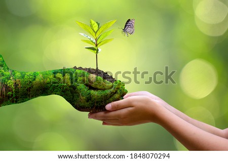 environment Earth Day In the hands of trees growing seedlings. Bokeh green Background Female hand holding tree on nature field grass Forest conservation concept Royalty-Free Stock Photo #1848070294