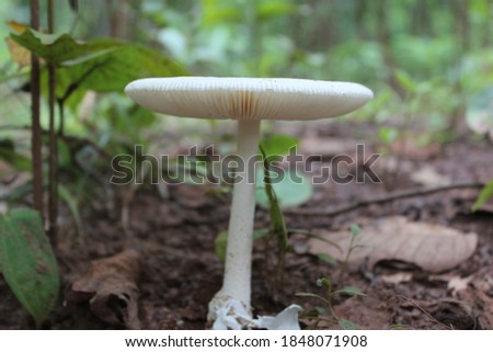 white agaricus fungi in natural background