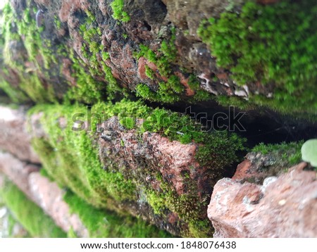 Moss plants cling to ancient brick walls.