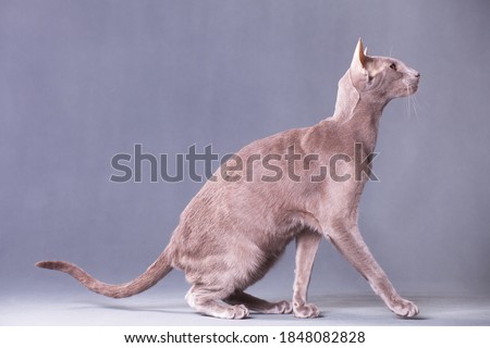 Horizontal photo of a beautiful elegant oriental cat on a gray background in the room in the studio moves Royalty-Free Stock Photo #1848082828