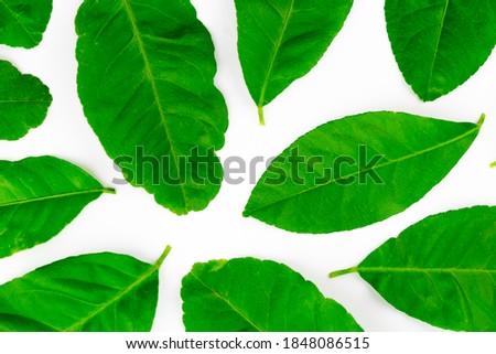 Spread of natural green lemon leaves isolated on white background