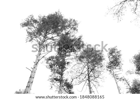 natural black and white tree silhouette