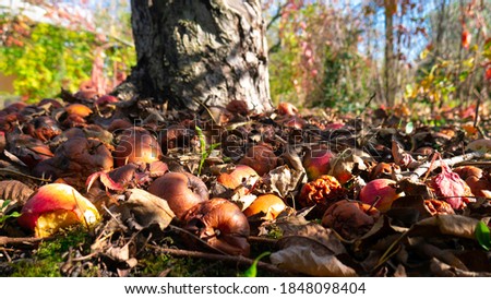 Rotten apples under a tree. Royalty-Free Stock Photo #1848098404