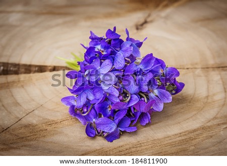 spring violets flowers