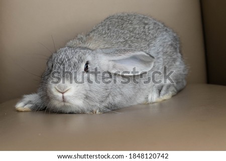 little grey funny Easter Bunny
