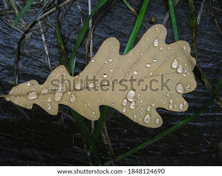  water drops on  autumn leaves	
                 