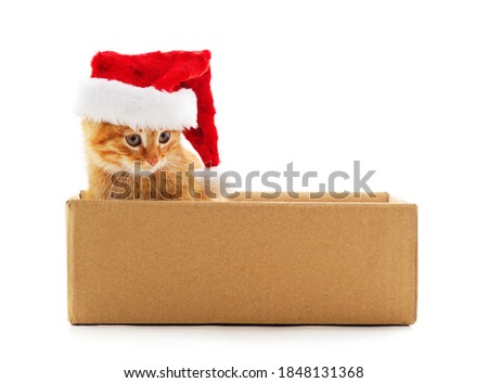 Little cat in the box in a Christmas hat isolated on a white background.
