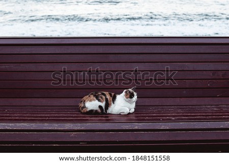Cat lying on a wooden bench against the background of the sea