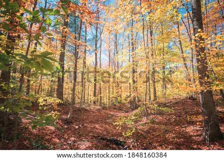forest with fall and autumn colors during daytime