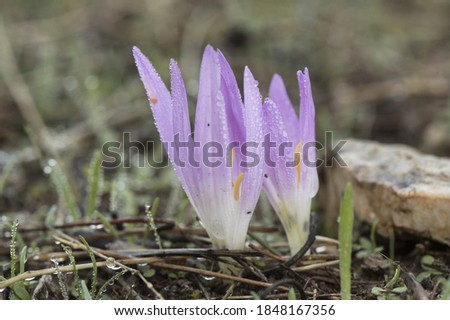 Merendera filifolia snack remover species of wild saffron with light purple petals and orange stamens with dew water droplets flash lighting
