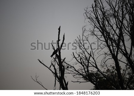 Dried tree in the silhouette.