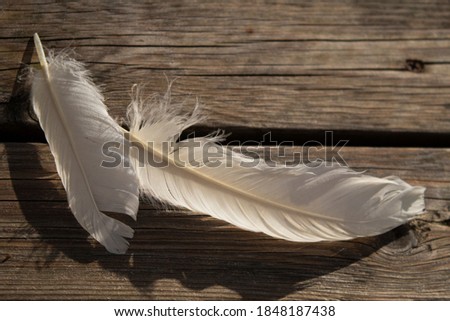 dark and white feathers on wooden background	
