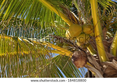 Palm Tree with Coconuts