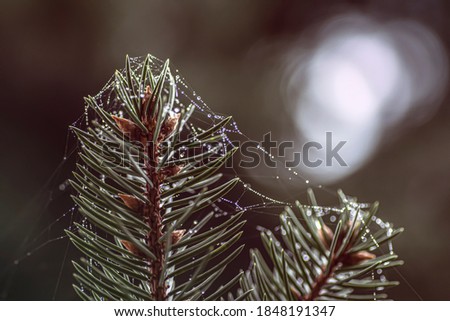 A macro picture of a top of a  branch of a spruce covered in rain drops on a spider web, creating bokeh effect through light
