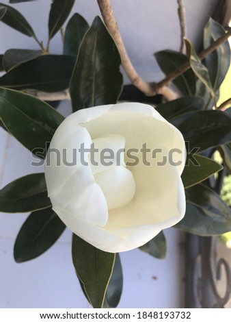 White Magnolia flower on balcony