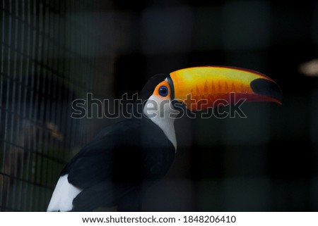 closeup of a toucan in a cage