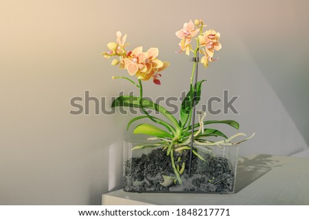 Mini orchids flowers in sunlight at home. Table decoration houseplant in transparent pot showing roots of orchind plant. Royalty-Free Stock Photo #1848217771