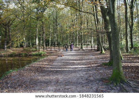 Beech forest in autumn with people walking with dogs on a path near the Dutch village of Bergen. Netherlands, November   