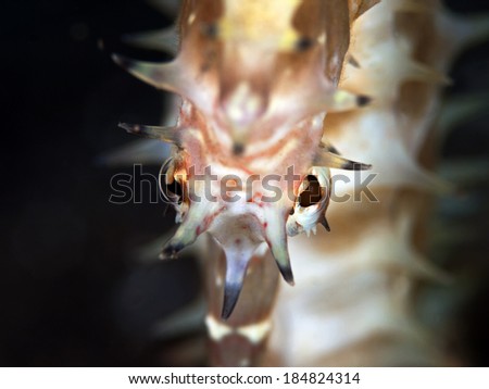 Thorny seahorse ((Hippocampus histrix) 