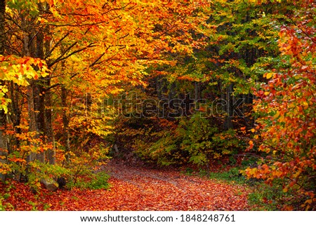 Autumn landscape in the forest. In autumn, the leaves on the trees turn yellow and red. Bavaria city, bavaria state, germany.