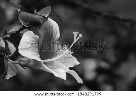a petals of flower has nice texture in the black and white picture.