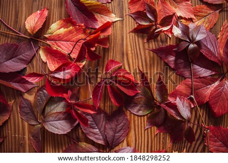 Composition from autumn leaves of wild grapes. Still life from autumn leaves.