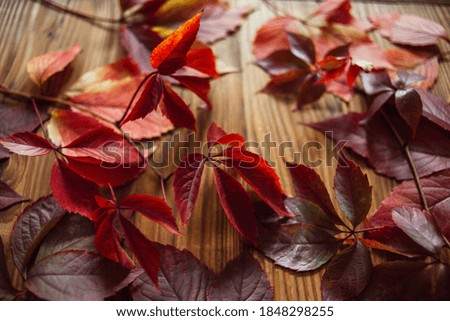 Branches of red autumn leaves of wild grapes on a wooden background.