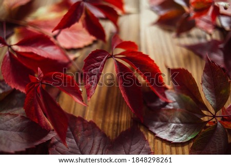 Branches of red autumn leaves of wild grapes on a wooden background. Composition with autumn leaves of wild grapes. Still life from autumn leaves.