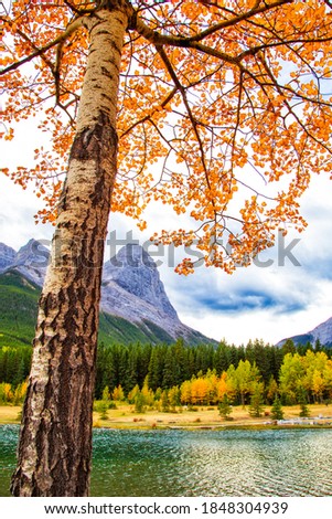 Magical fall scenery in a beautiful September afternoon at Quarry Lake, Alberta, Canada, with emerald lake, golden orange trees alongside and reflected in the lake