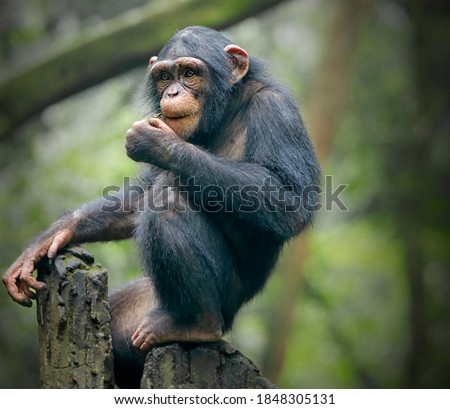 The chimpanzee (Pan troglodytes), also known as the common chimpanzee, robust chimpanzee, or simply chimp, is a species of great ape native to the forest and savannah of tropical Africa Royalty-Free Stock Photo #1848305131