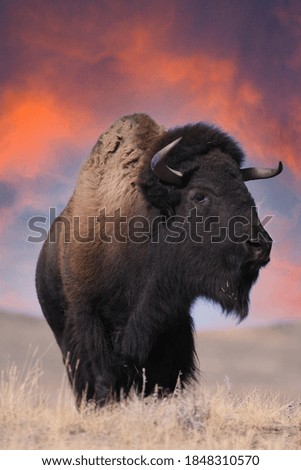 Bison standing on rolling plains with beautiful sunset