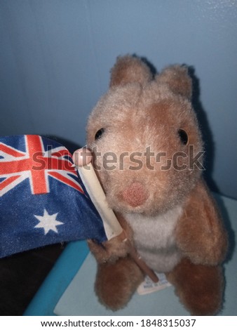 Cute baby kangaroo (joey) from Australia. 