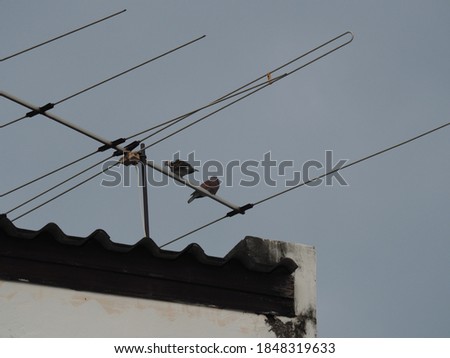 Several birds perched on the TV antenna on the roof of the building.