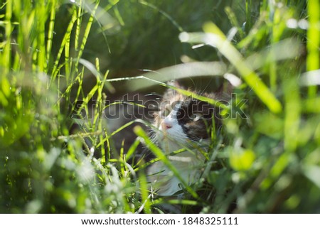 Three color cat lying on tall grass. Domestic cat enjoying sunbath on tall green grass.