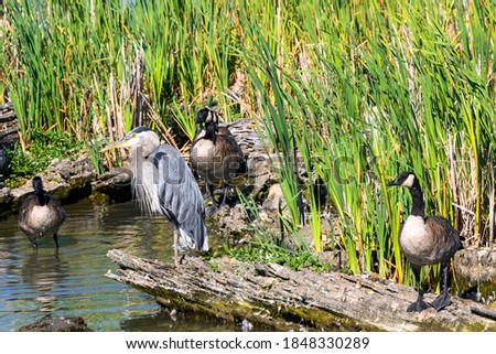 Stunning great blue heron standing on a log, surrounded by Canada geese. Lake water and green plants in the background