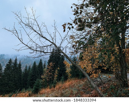A closeup of a dry tree branch in an autumn forest against the blue sky