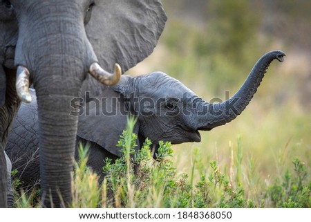 Baby elephant standing amongst its herd in tall green grass in Kruger Park in South Africa