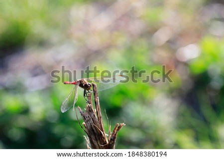 autumn scenery with winged dragonflies visible