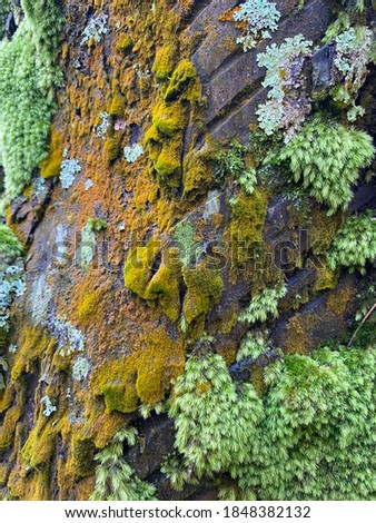 Batural old tree bark with luss green moss and lichens