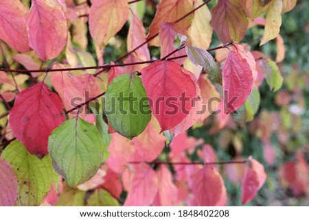 The bright autumn leaves on tree branches in the forest.