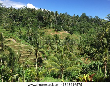 Beautiful green landscape during sunny day at Bali,Indonesia.Selective focus.