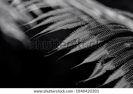 Freshness Green leaf of Fern on dark background) shallow depth of field, black and white square photography.