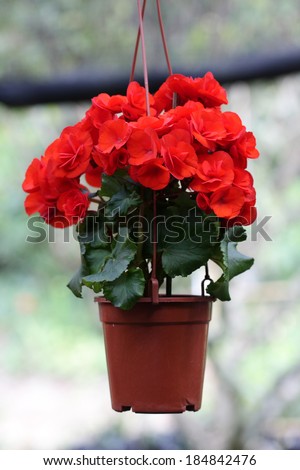 Red flower in the garden/Red flower in flowerpot/Red Flower