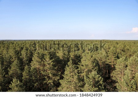 Areal view of pine trees forest from view tower on a warm summer day. Photo taken in Latvia.