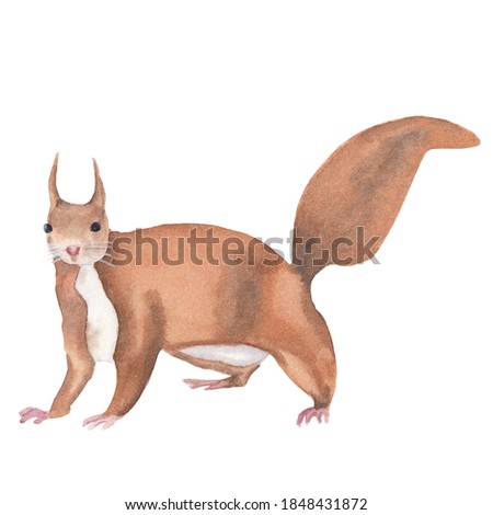 Watercolor squirrel illustration isolated on white. Watercolor clip art Forest woodland wild animal Realistic cute drawing