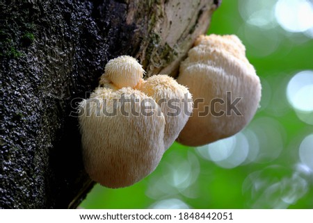 mushroom Lion's Mane, Hericium erinaceus Royalty-Free Stock Photo #1848442051