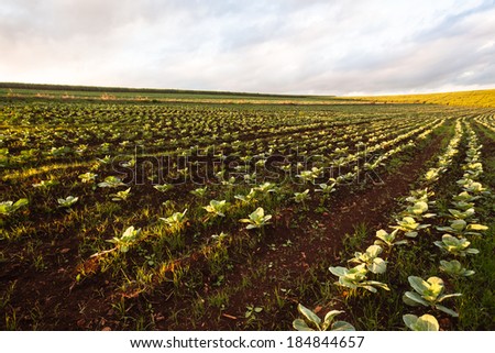 Farmlands Agriculture Vegetables Farmlands agriculture in the peaceful countryside with lush vegetable crops and vegetation.