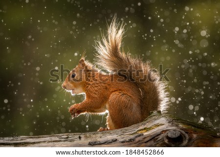 Red Squirrel in the Rain. England. 