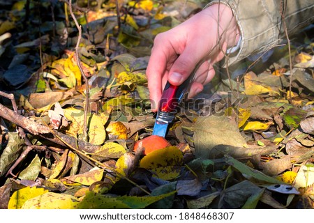 Wild mushrooms growing in the autumn forest  Royalty-Free Stock Photo #1848468307