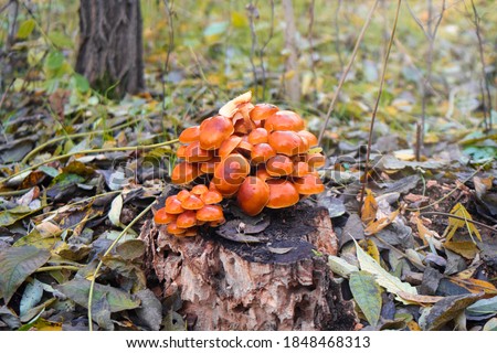 Wild mushrooms growing in the autumn forest  Royalty-Free Stock Photo #1848468313